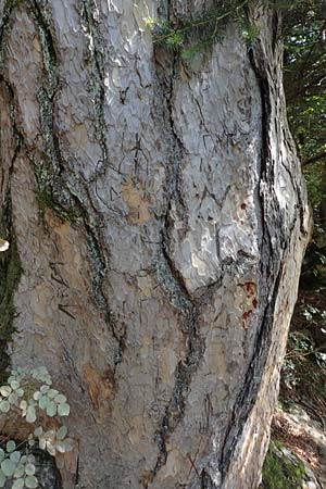 Pinus nigra \ Schwarz-Kiefer, GR Euboea (Evia), Drimona 30.8.2017
