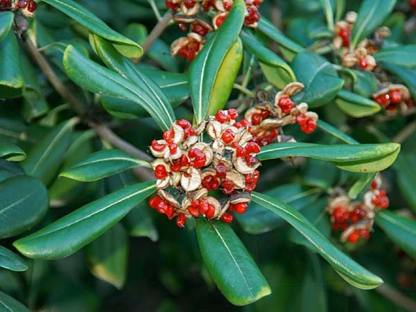 Pittosporum tobira / Japanese Cheesewood, GR Corinth 9.12.2014 (Photo: Gisela Nikolopoulou)