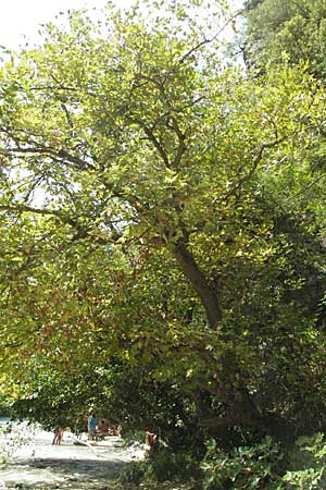 Platanus orientalis \ Orientalische Platane, GR Parga 24.8.2007