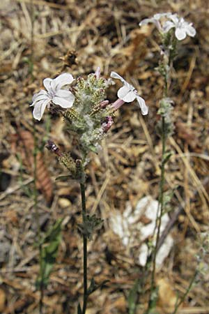 Plumbago europaea \ Europische Bleiwurz, GR Zagoria, Monodendri 26.8.2007