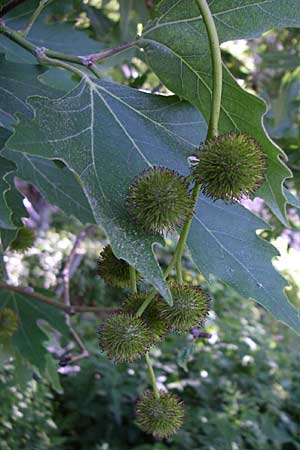 Platanus orientalis \ Orientalische Platane, GR Konitsa 16.5.2008