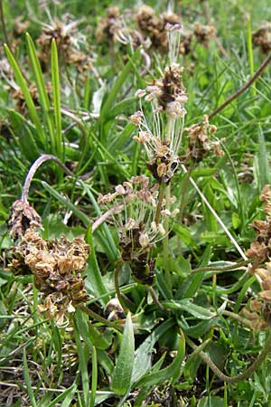 Plantago atrata subsp. atrata \ Dunkler Wegerich, Berg-Wegerich / Dark Plantain, GR Timfi 17.5.2008