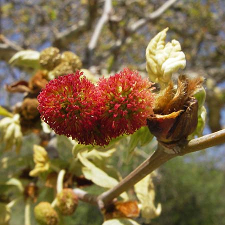 Platanus orientalis \ Orientalische Platane, GR Peloponnes, Figalia 29.3.2013