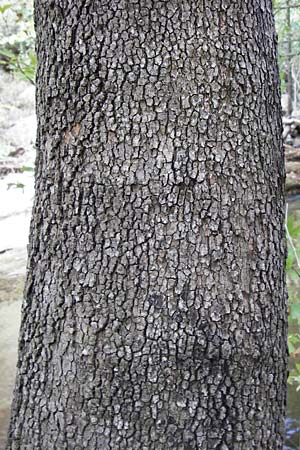 Platanus orientalis \ Orientalische Platane, GR Euboea (Evia), Dimosari - Schlucht 29.8.2014