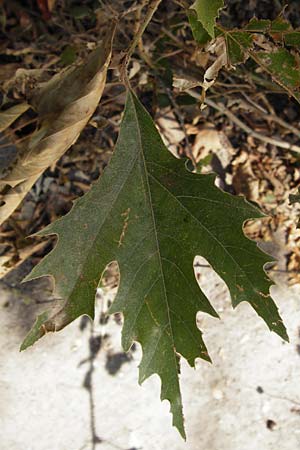 Platanus orientalis \ Orientalische Platane / Oriental Plane-Tree, GR Euboea (Evia), Dimosari - Schlucht / Gorge 29.8.2014