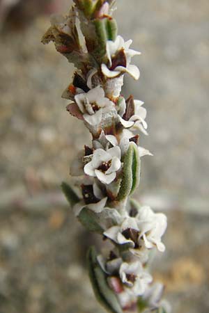 Polygonum maritimum \ Strand-Knterich, GR Euboea (Evia), Kalianou 29.8.2014