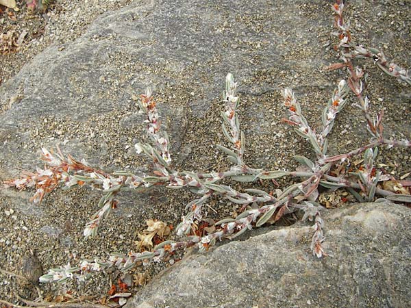 Polygonum maritimum \ Strand-Knterich / Sea Knotgrass, GR Euboea (Evia), Kalianou 29.8.2014