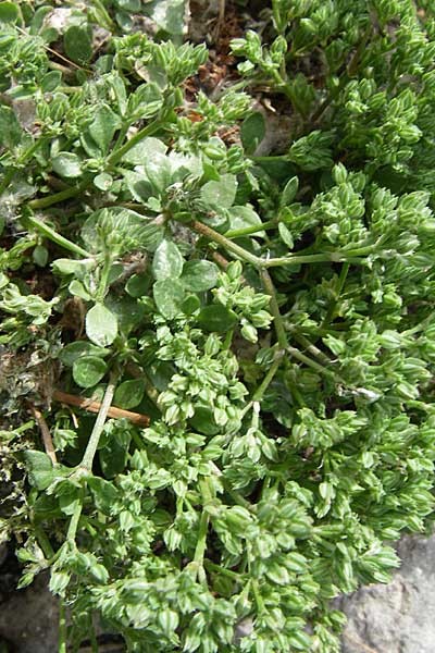 Polycarpon tetraphyllum \ Vierblttriges Nagelkraut / Four-Leaved Allseed, GR Athen 21.5.2008