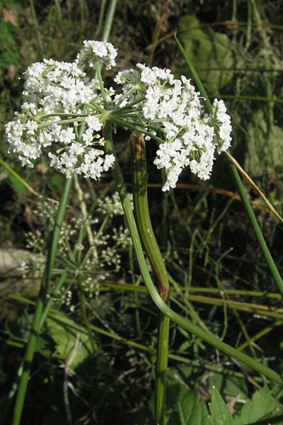 Pimpinella tragium subsp. polyclada \ Vielverzweigte Bibernelle / Many-Branched Burnet Saxifrage, GR Katara Pass 27.8.2007