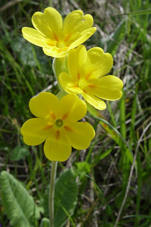 Primula x tommasinii \ Hybrid-Primel, GR Timfi 17.5.2008