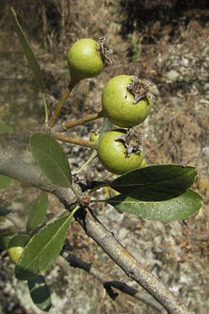 Pyrus spinosa / Almond-Leaved Pear, GR Meteora 28.8.2007