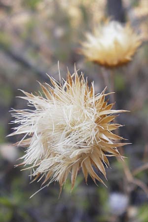 Ptilostemon chamaepeuce \ Scheinfichten-Elfenbeindistel, GR Parnitha 1.9.2014