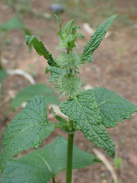 Phlomis tuberosa \ Knollen-Brandkraut, GR Athen, Mount Egaleo 10.4.2019