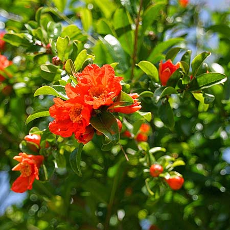 Punica granatum \ Granatapfel / Pomegranate, GR Korinth/Corinth 25.5.2009 (Photo: Gisela Nikolopoulou)