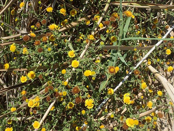 Pulicaria dysenterica \ Groes Flohkraut / Common Fleabane, GR Euboea (Evia), Kanatadika 25.8.2017