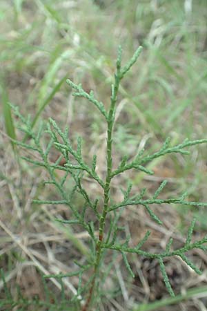 Cupressus sempervirens var. horizontalis / Mediterranean Cypress, GR Euboea (Evia), Agia Anna 27.8.2017