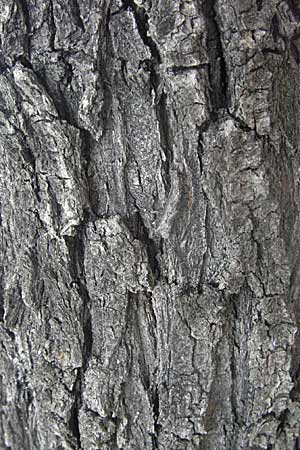 Pyrus spinosa \ Mandelblttrige Birne / Almond-Leaved Pear, GR Mykene 3.9.2007