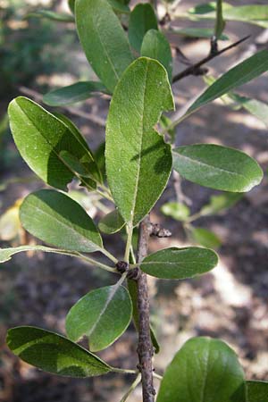 Pyrus spinosa \ Mandelblttrige Birne / Almond-Leaved Pear, GR Hymettos 26.8.2014