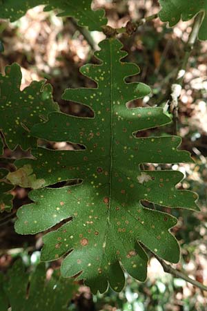 Quercus frainetto \ Ungarische Eiche / Hungarian Oak, Italian Oak, GR Euboea (Evia), Drimona 30.8.2017