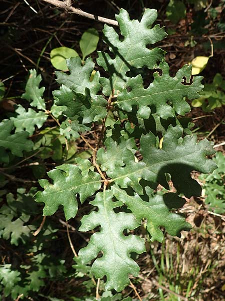 Quercus frainetto / Hungarian Oak, Italian Oak, GR Euboea (Evia), Drimona 30.8.2017