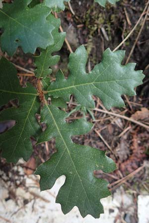 Quercus frainetto \ Ungarische Eiche / Hungarian Oak, Italian Oak, GR Euboea (Evia), Drimona 30.8.2017