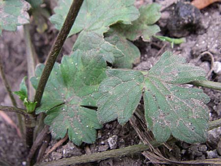Ranunculus nemorosus ? \ Hain-Hahnenfu / Wood Buttercup, GR Igoumenitsa 13.5.2008
