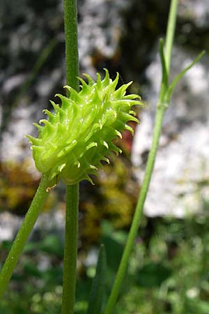 Ranunculus garganicus \ Gargano-Hahnenfu / Gargano Buttercup, GR Zagoria, Mikro Papingko 17.5.2008