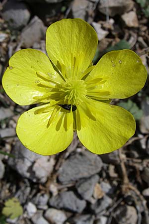 Ranunculus nemorosus ? \ Hain-Hahnenfu / Wood Buttercup, GR Zagoria, Mikro Papingko 17.5.2008