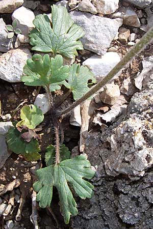 Ranunculus nemorosus ? \ Hain-Hahnenfu / Wood Buttercup, GR Zagoria, Mikro Papingko 17.5.2008