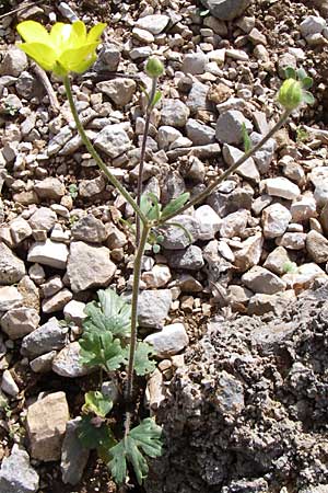 Ranunculus nemorosus ? / Wood Buttercup, GR Zagoria, Mikro Papingko 17.5.2008