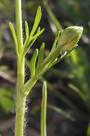 Ranunculus gracilis \ Zierlicher Hahnenfu / Gracile Buttercup, GR Peloponnes, Manthirea 1.4.2013