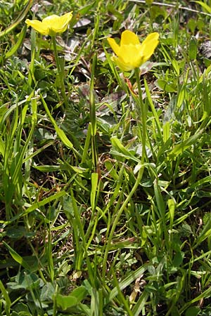 Ranunculus millefoliatus \ Tausendblttriger Hahnenfu / Thousandleaf Buttercup, GR Parnitha 3.4.2013