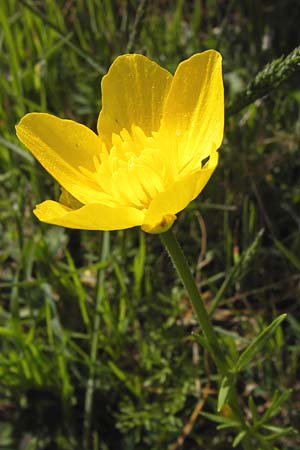 Ranunculus millefoliatus \ Tausendblttriger Hahnenfu / Thousandleaf Buttercup, GR Parnitha 3.4.2013