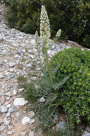 Reseda alba \ Weie Resede / White Mignonette, GR Hymettos 20.3.2019