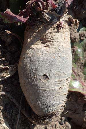 Beta vulgaris var. rapacea \ Rote Beete / Beet, GR Athen 21.3.2019