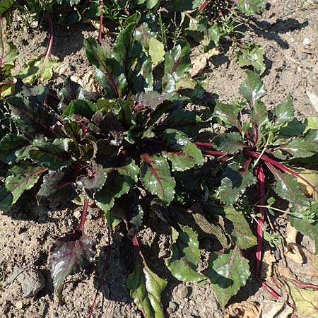 Beta vulgaris var. rapacea \ Rote Beete, GR Athen 21.3.2019