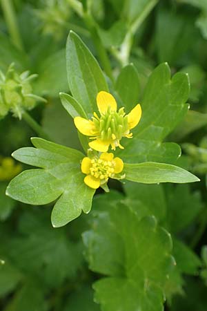 Ranunculus muricatus \ Stachelfrchtiger Hahnenfu / Rough-Fruited Buttercup, GR Athen 9.4.2019