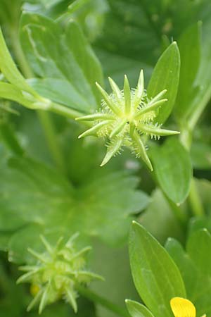 Ranunculus muricatus \ Stachelfrchtiger Hahnenfu / Rough-Fruited Buttercup, GR Athen 9.4.2019
