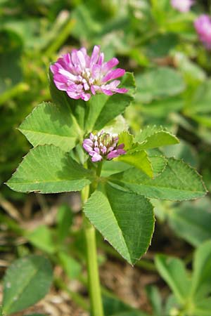 Trifolium resupinatum \ Persischer Wende-Klee, GR Peloponnes, Finikounda 30.3.2013