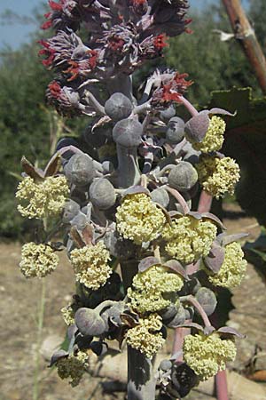 Ricinus communis \ Rizinus / Castor Oil-Plant, GR Parga 24.8.2007