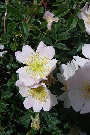 Rosa agrestis ? \ Acker-Rose / Small-Leaved Sweet Briar, GR Parnitha 22.5.2008