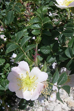 Rosa agrestis ? \ Acker-Rose / Small-Leaved Sweet Briar, GR Parnitha 22.5.2008