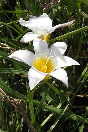 Romulea bulbocodium \ Grobltiger Scheinkrokus / Sand Crocus, GR Peloponnes, Strofilia-Wald bei Kalogria / Peloponnese, Strofilia Forest near Kalogria 27.3.2013