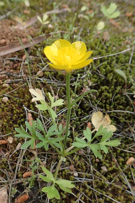 Ranunculus paludosus \ Kerbel-Hahnenfu, Tmpel-Hahnenfu / Fan-Leaved Buttercup, Jersey Buttercup, GR Athen, Mount Egaleo 10.4.2019