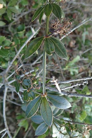 Rubia peregrina \ Wilde Rte / Wild Madder, GR Euboea (Evia), Neos Pirgos 25.8.2017