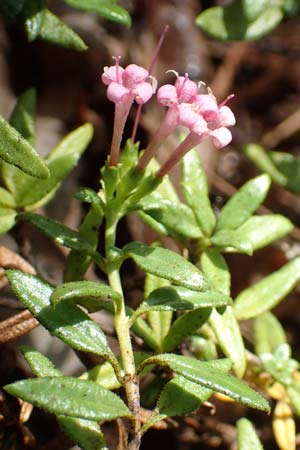 Plocama calabrica \ Kalabrische Putorie / Stinking Madder, GR Euboea (Evia), Istiea 30.8.2017