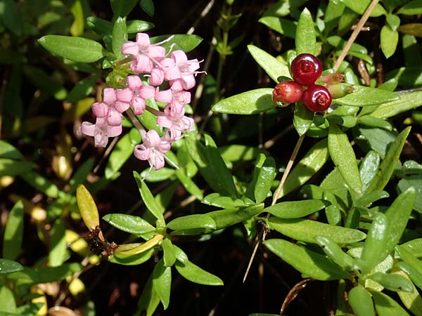 Plocama calabrica / Stinking Madder, GR Euboea (Evia), Istiea 30.8.2017