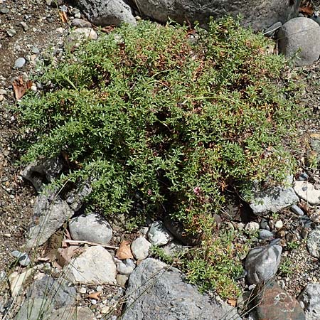 Plocama calabrica \ Kalabrische Putorie, GR Euboea (Evia), Istiea 30.8.2017