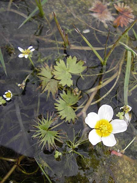 Ranunculus aquatilis \ Gewhnlicher Wasser-Hahnenfu / Common Water Crowfoot, White Water Crowfoot, GR Peloponnes, Strofilia-Wald bei Kalogria / Peloponnese, Strofilia Forest near Kalogria 27.3.2013