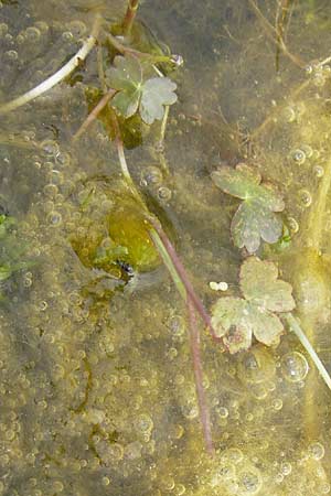 Ranunculus aquatilis \ Gewhnlicher Wasser-Hahnenfu / Common Water Crowfoot, White Water Crowfoot, GR Peloponnes, Strofilia-Wald bei Kalogria / Peloponnese, Strofilia Forest near Kalogria 27.3.2013